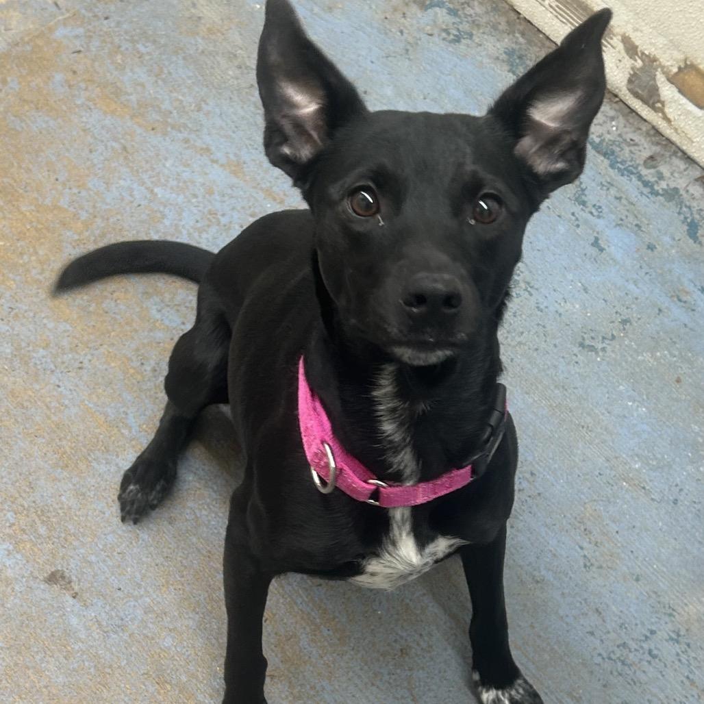 Winifred (Winnie), a Adoptable mixed breed in Greenville, PA image 6/6