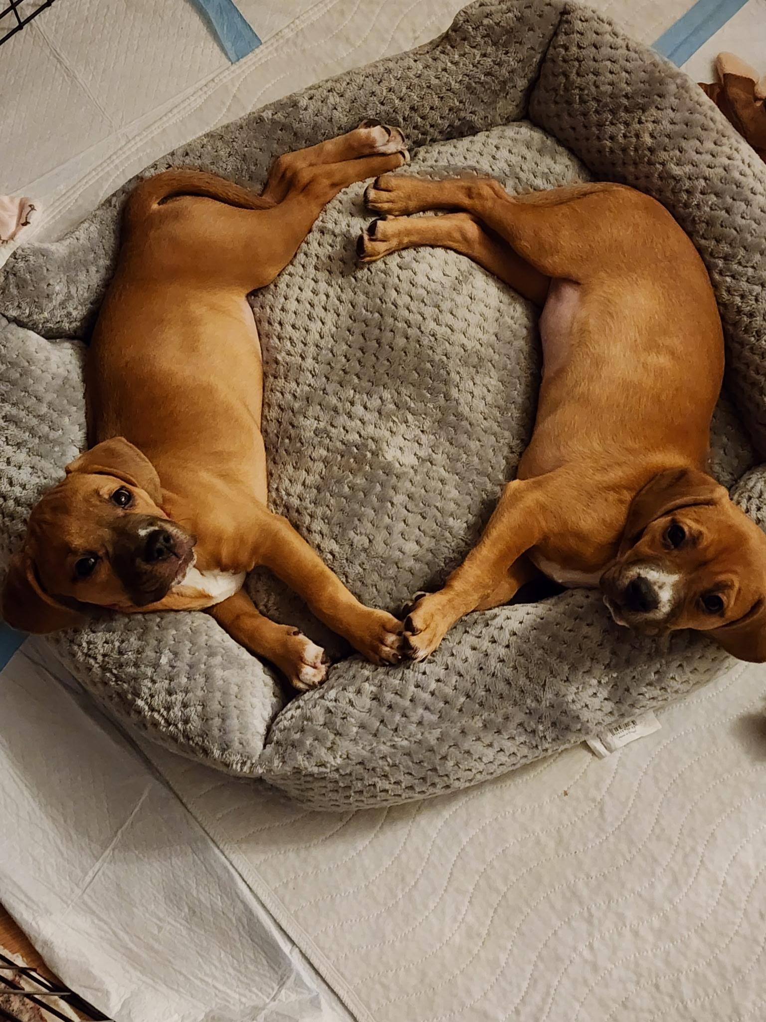 PHOEBE AND SPANGLE, ADOPTABLE, Puppy Female Beagle.