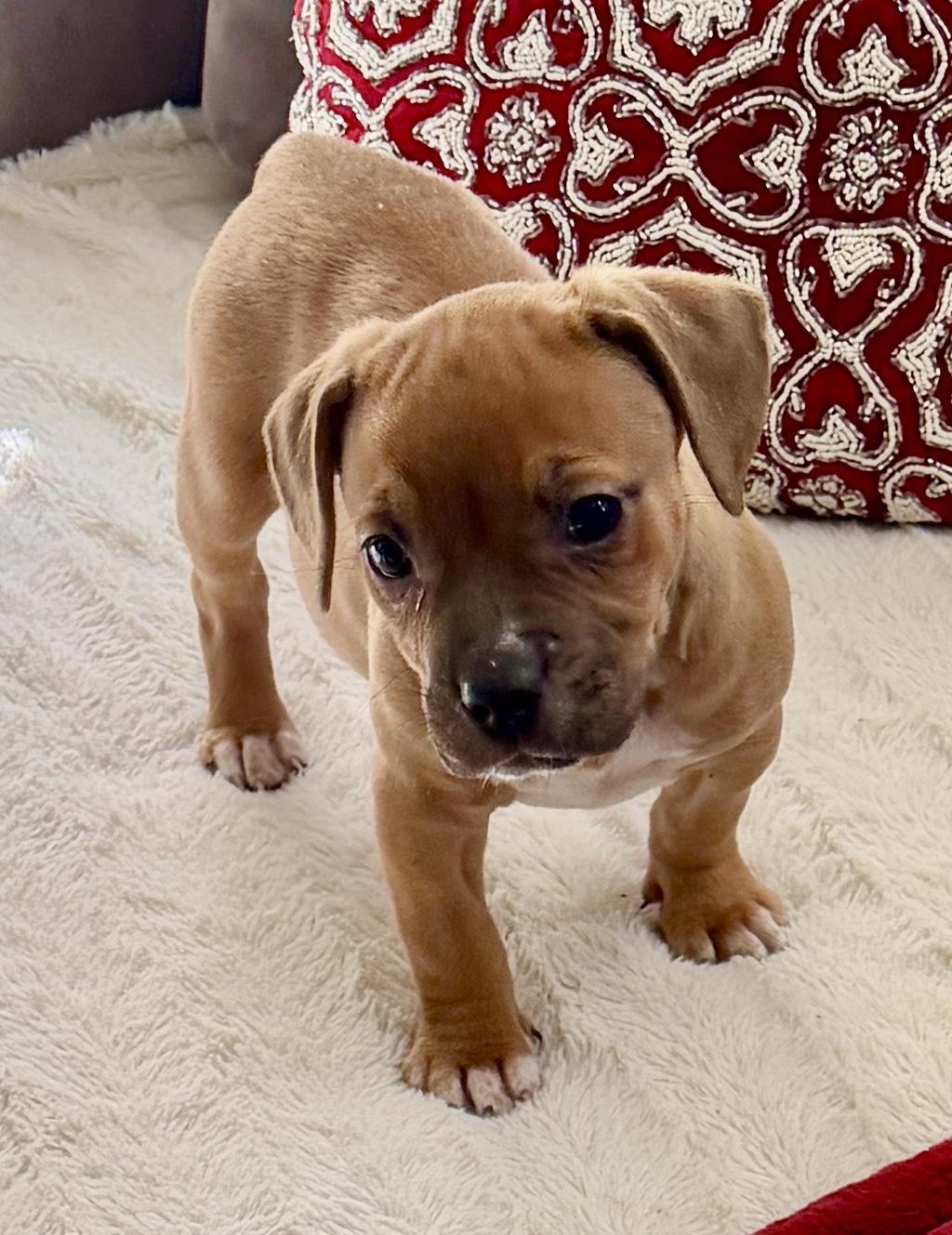 Enlarge PHOEBE AND SPANGLE, a ADOPTABLE mixed breed in San Jose, CA image 3/4