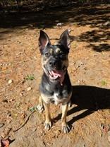 Enlarge Bella, a Adoptable mixed breed in Nashua, NH image 2/4