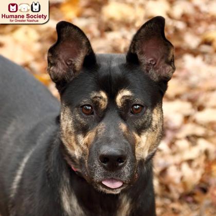 Bella, Adoptable, Adult Female German Shepherd Dog.