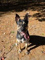 Enlarge Bella, a Adoptable mixed breed in Nashua, NH image 4/4
