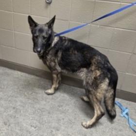 Faith (26-019), Adoptable, Senior Female German Shepherd Dog.