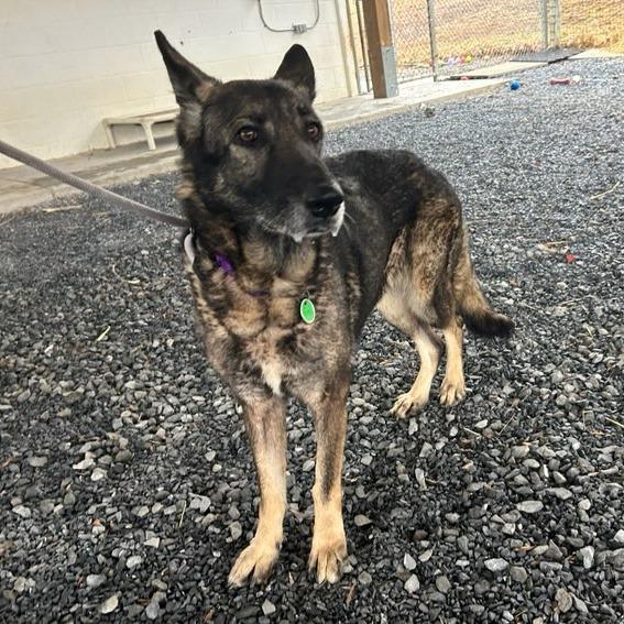 Enlarge Faith (26-019), a Adoptable German Shepherd Dog in New Ringgold, PA image 2/5