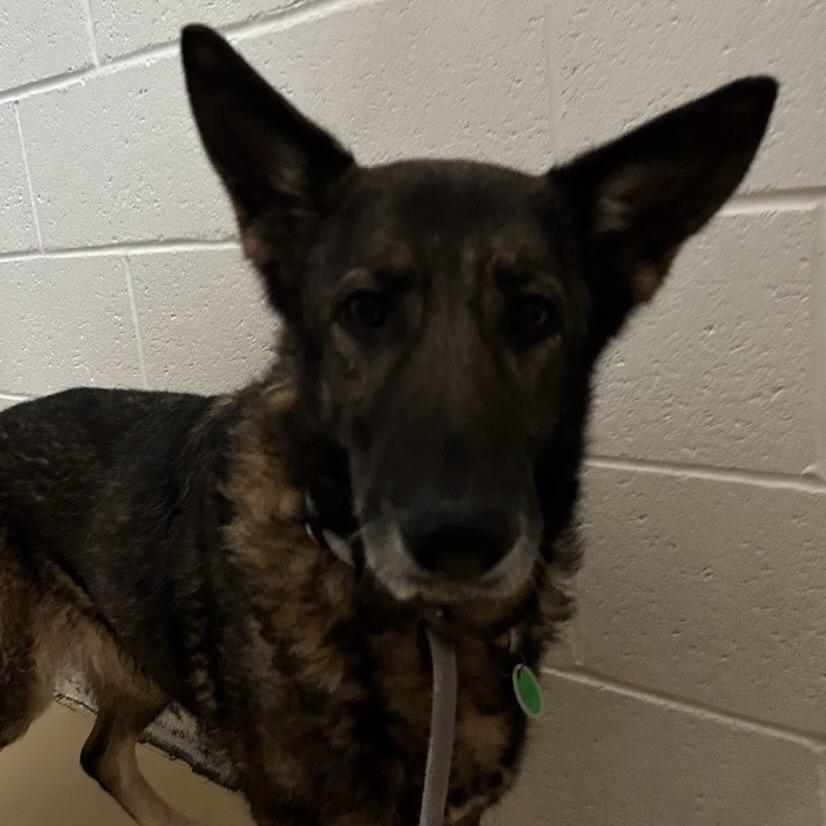 Enlarge Faith (26-019), a Adoptable German Shepherd Dog in New Ringgold, PA image 3/5
