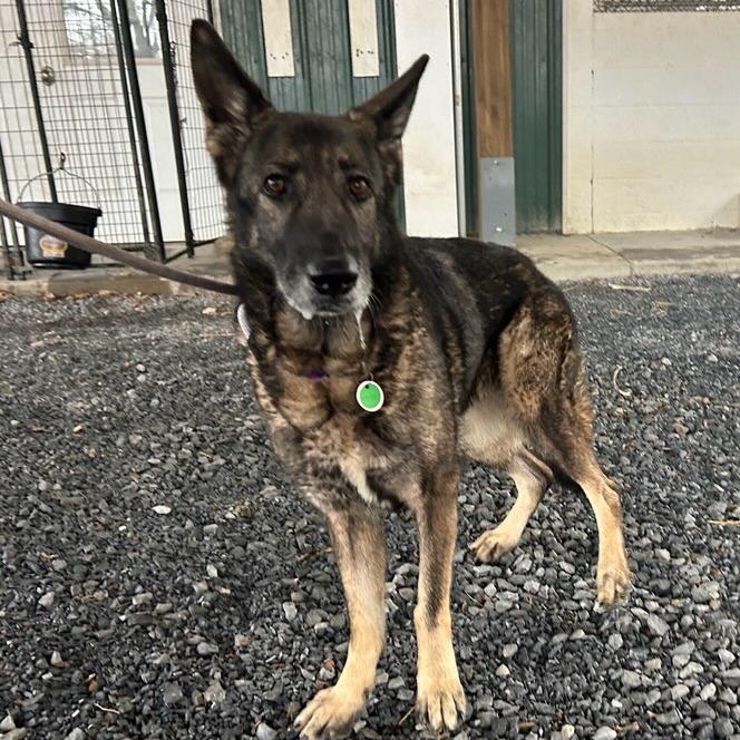 Enlarge Faith (26-019), a Adoptable German Shepherd Dog in New Ringgold, PA image 4/5