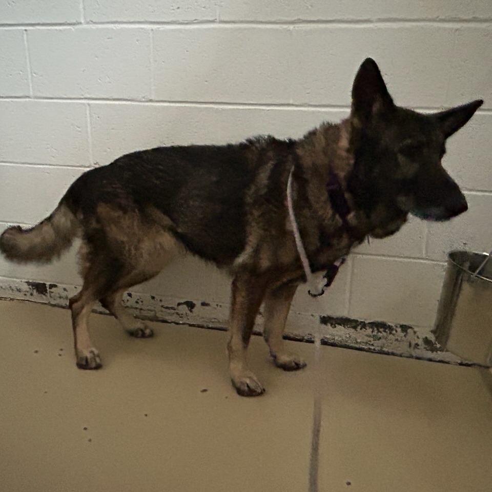 Enlarge Faith (26-019), a Adoptable German Shepherd Dog in New Ringgold, PA image 5/5