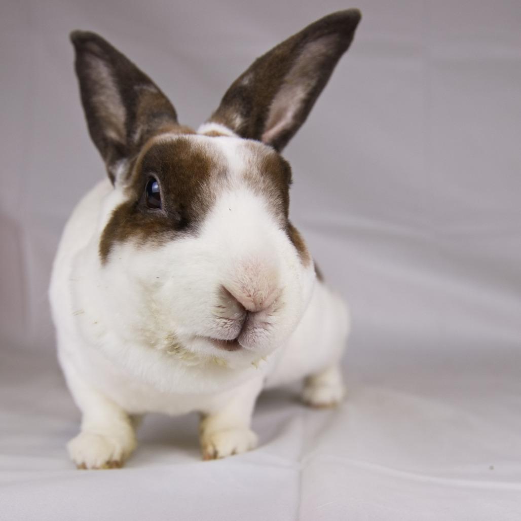 Ross, Adoptable, Adult Male Rex.