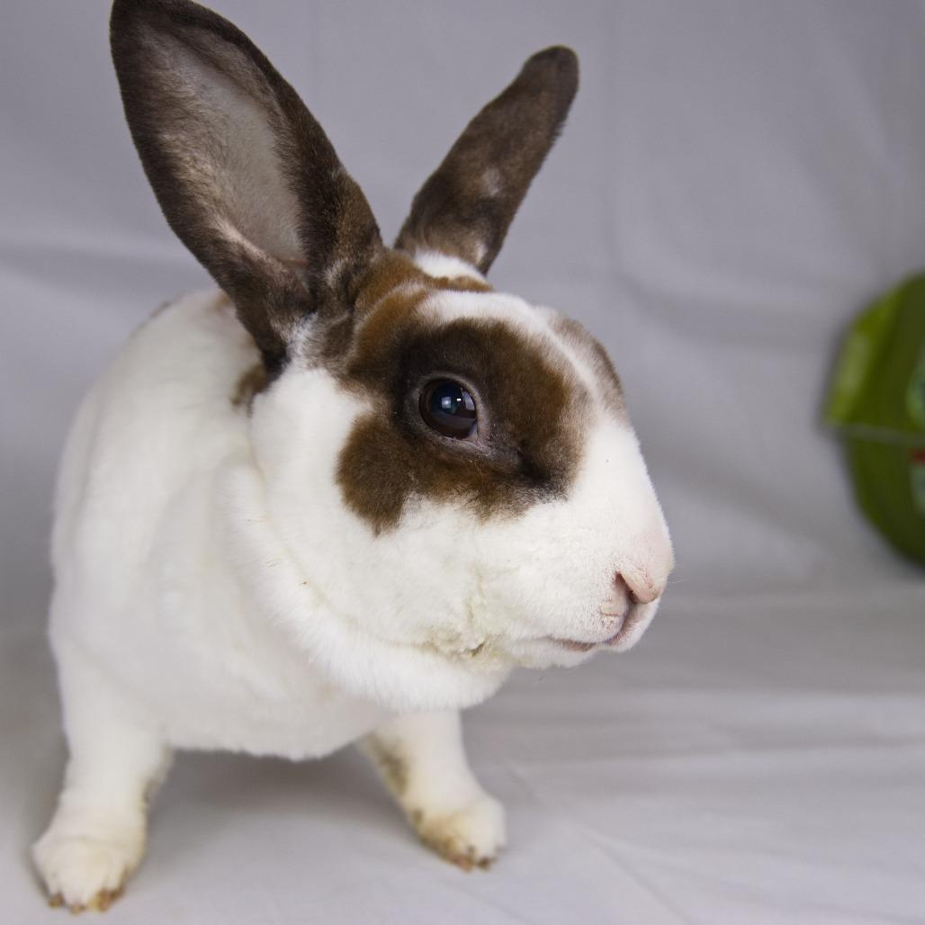 Enlarge Ross, a Adoptable Rex in Newport, PA image 2/4