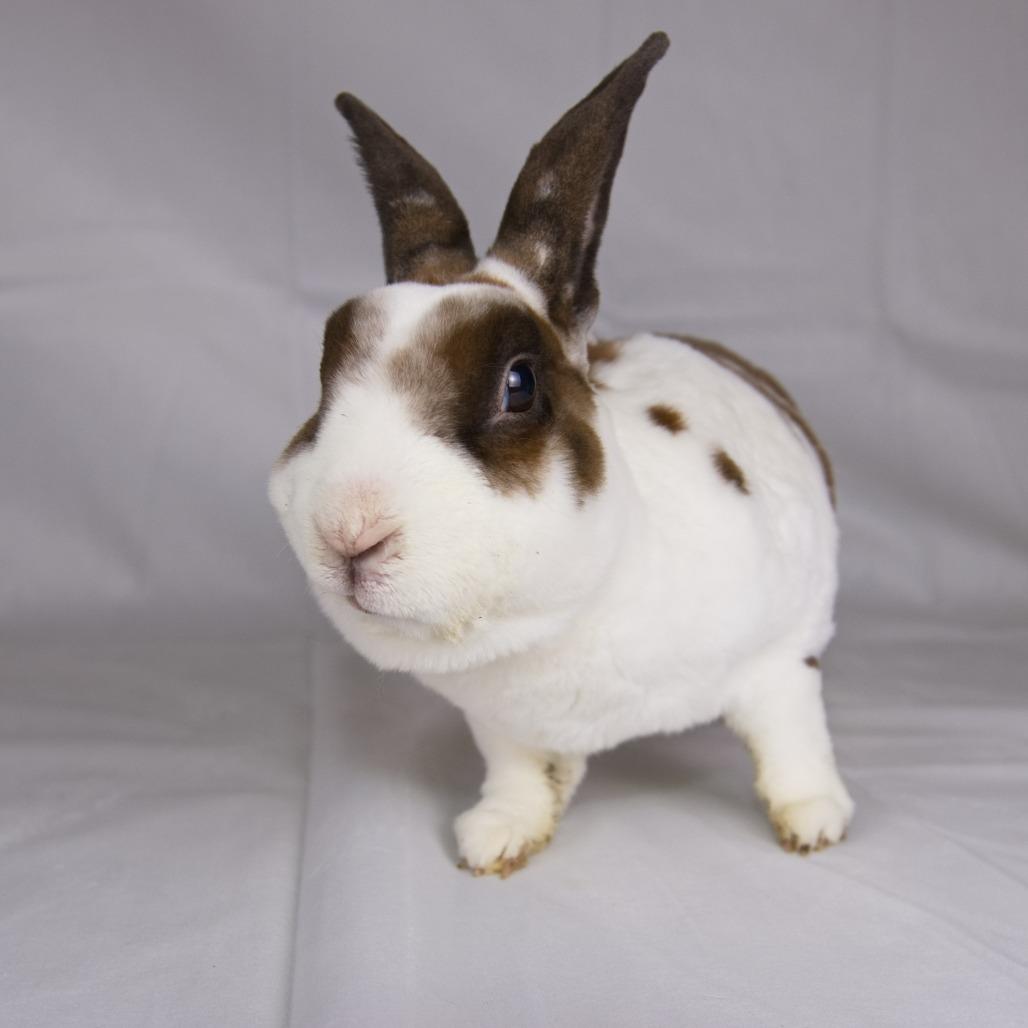 Enlarge Ross, a Adoptable Rex in Newport, PA image 3/4