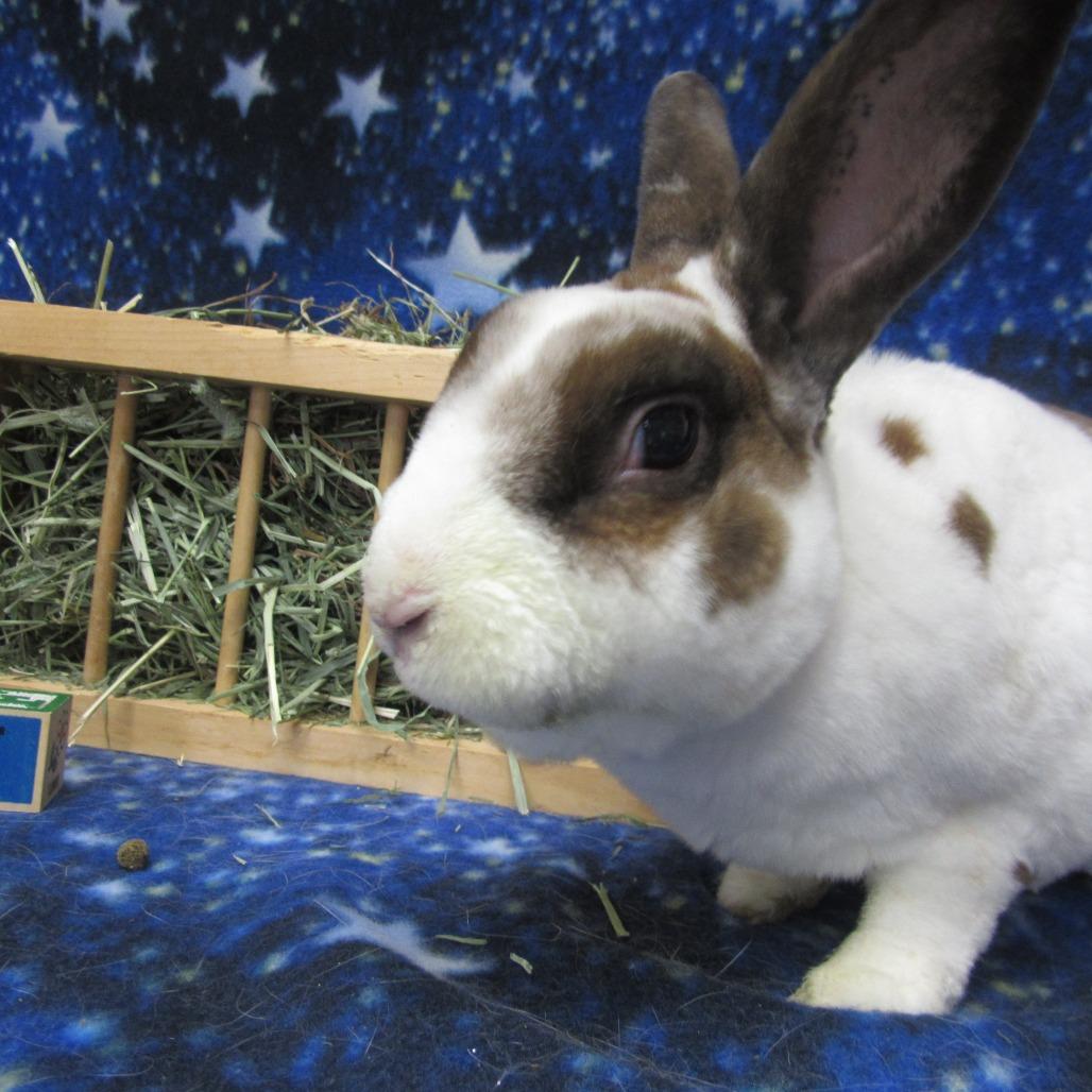 Enlarge Ross, a Adoptable Rex in Newport, PA image 4/4