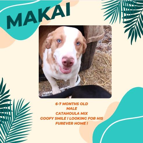 Enlarge Makai, a Adoptable mixed breed in Aulac, NB image 1/1