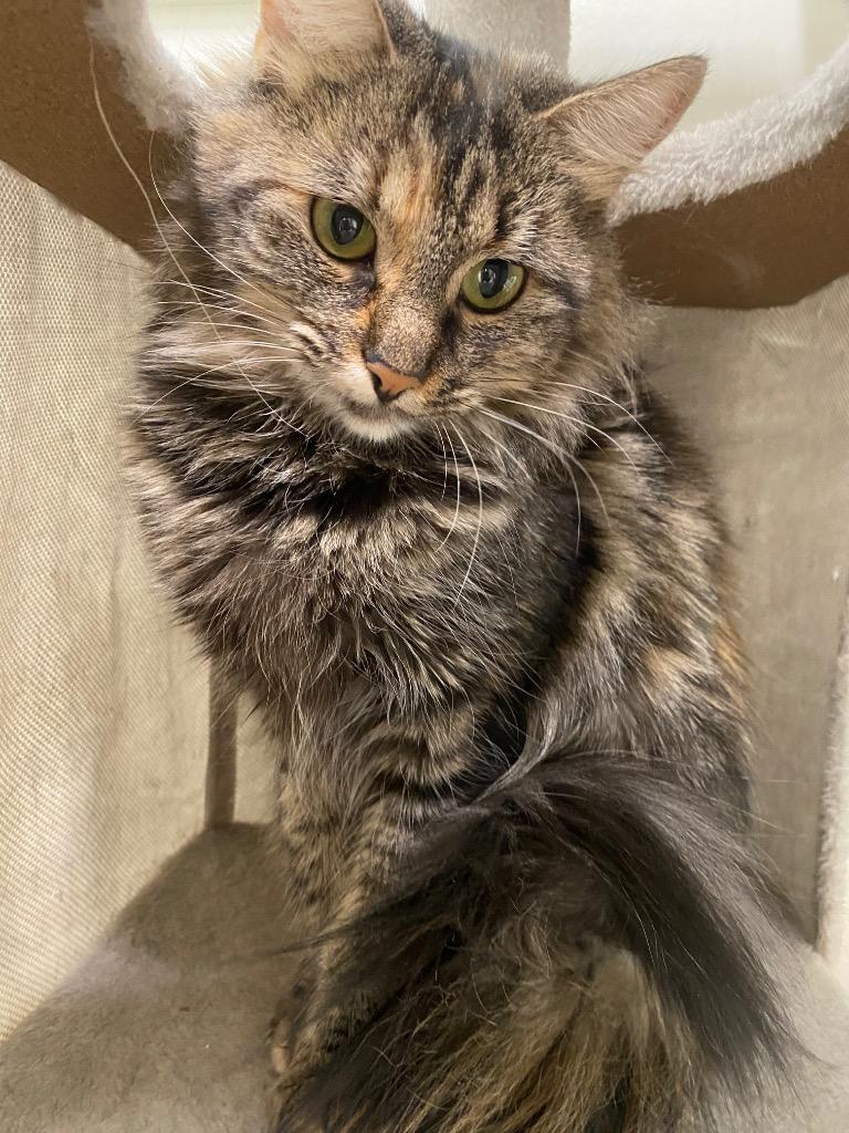 Enlarge Eclair, a Adoptable mixed breed in Fall River, MA image 1/6