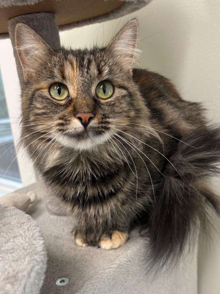 Enlarge Eclair, a Adoptable mixed breed in Fall River, MA image 2/6