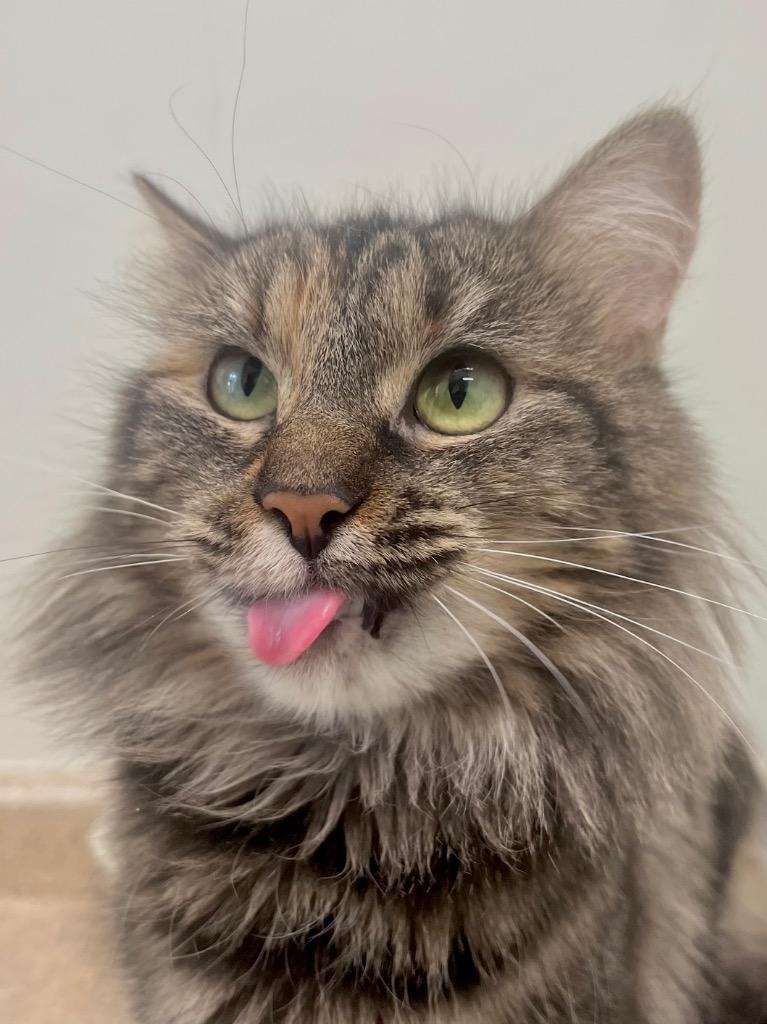 Enlarge Eclair, a Adoptable mixed breed in Fall River, MA image 4/6