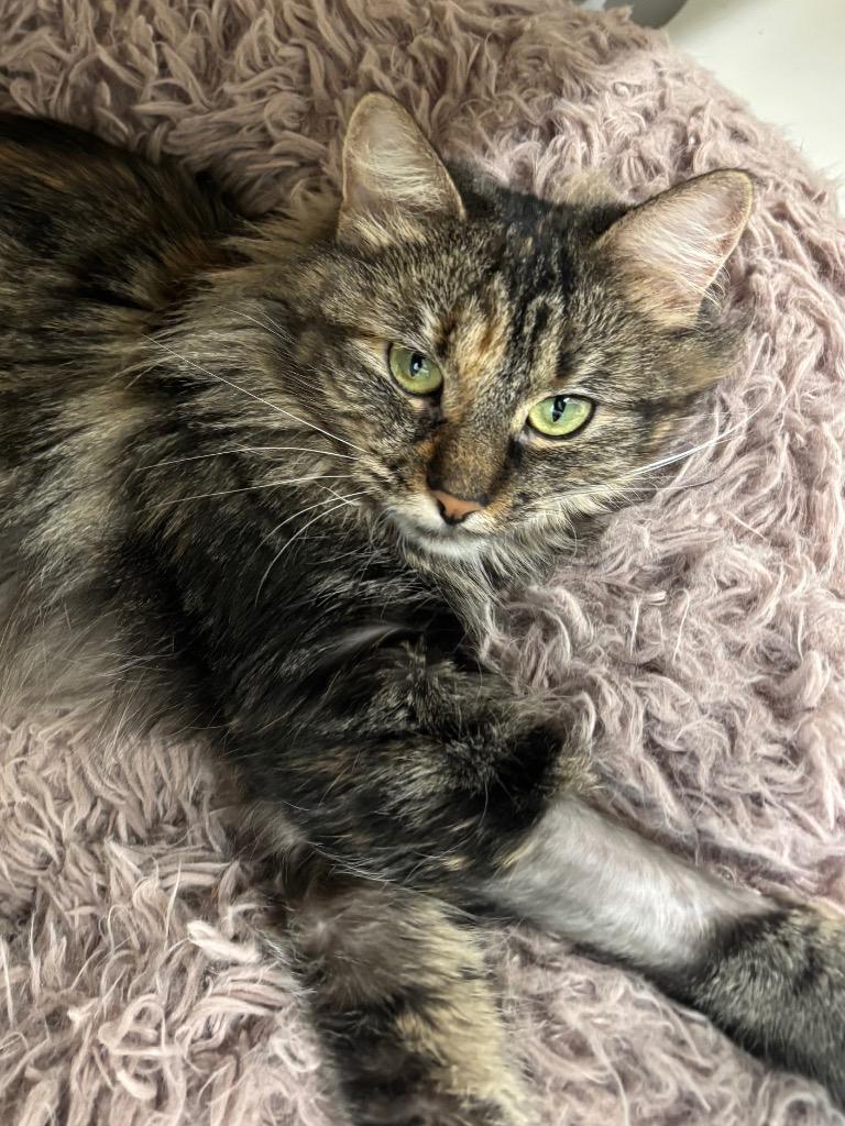 Enlarge Eclair, a Adoptable mixed breed in Fall River, MA image 6/6