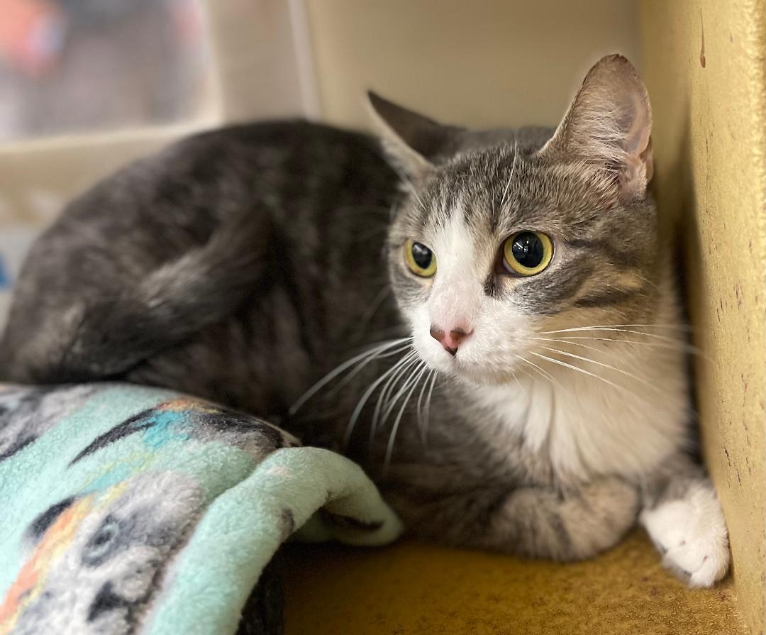 Rosemary, Young Female Domestic Short Hair