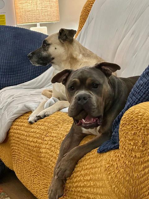 Lala, Adoptable, Adult Female American Bulldog.