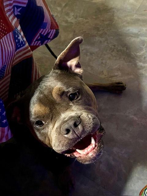 Lala, a Adoptable American Bulldog in Chambersburg, PA image 3/3