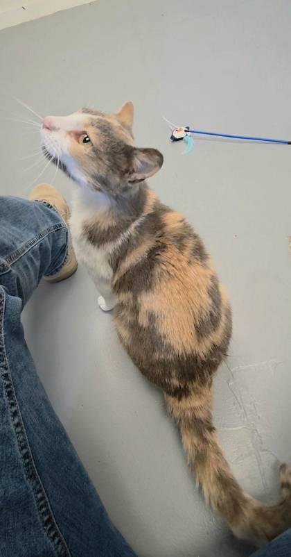 Enlarge Indigo, a Adopted mixed breed in Mount Pleasant, IA image 1/3