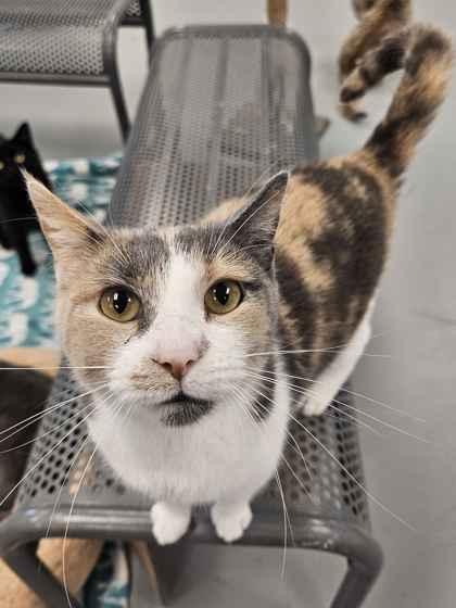 Enlarge Indigo, a Adopted mixed breed in Mount Pleasant, IA image 3/3