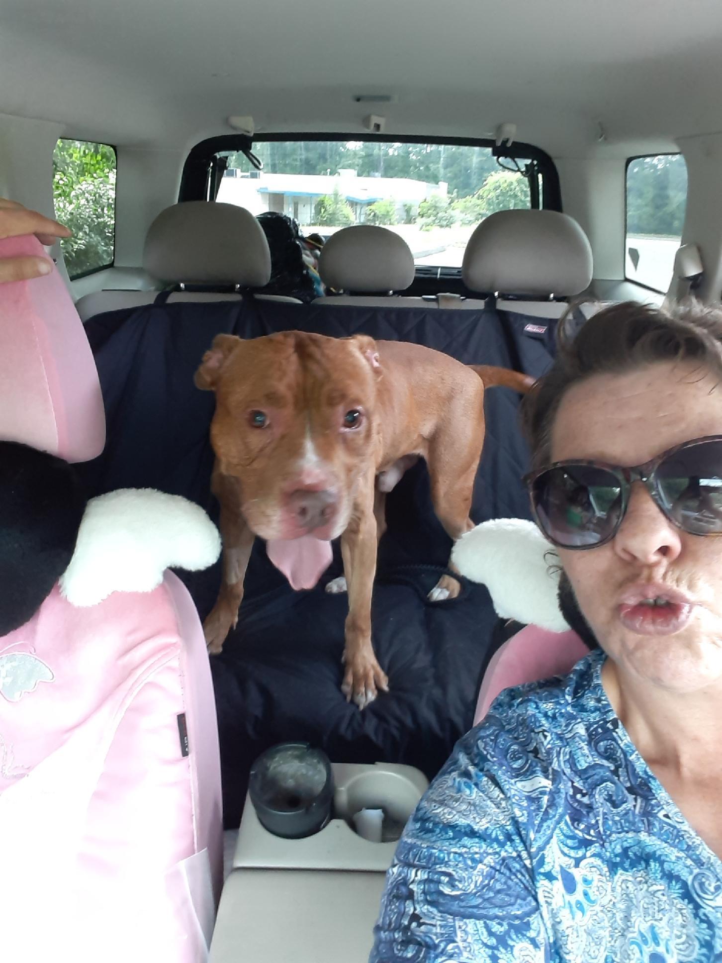 Enlarge Kobi, a Adoptable mixed breed in Turners Falls, MA image 5/6