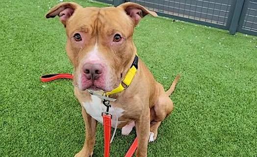 Kobi, Adoptable, Adult Male American Staffordshire Terrier.