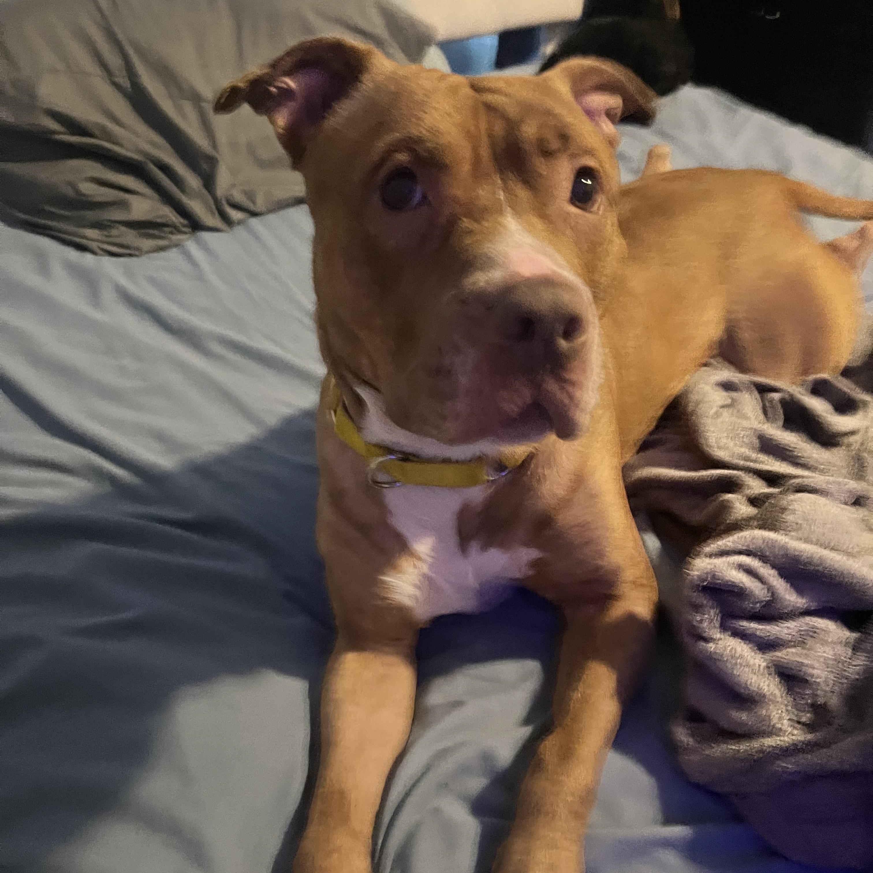 Enlarge Kobi, a Adoptable mixed breed in Turners Falls, MA image 4/6