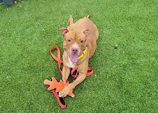 Enlarge Kobi, a Adoptable mixed breed in Turners Falls, MA image 2/6