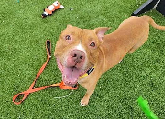 Enlarge Kobi, a Adoptable mixed breed in Turners Falls, MA image 3/6