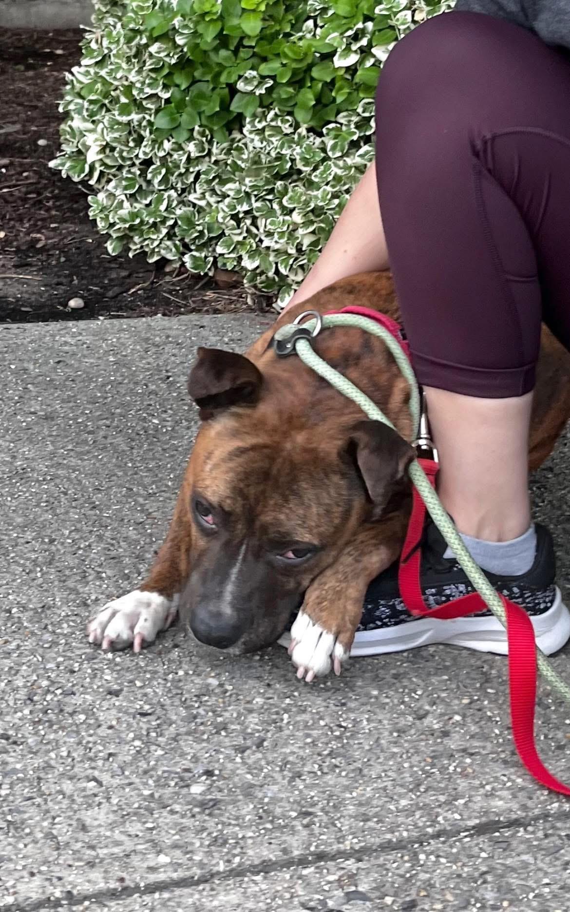 Enlarge Jingles, a Adoptable mixed breed image 1/6