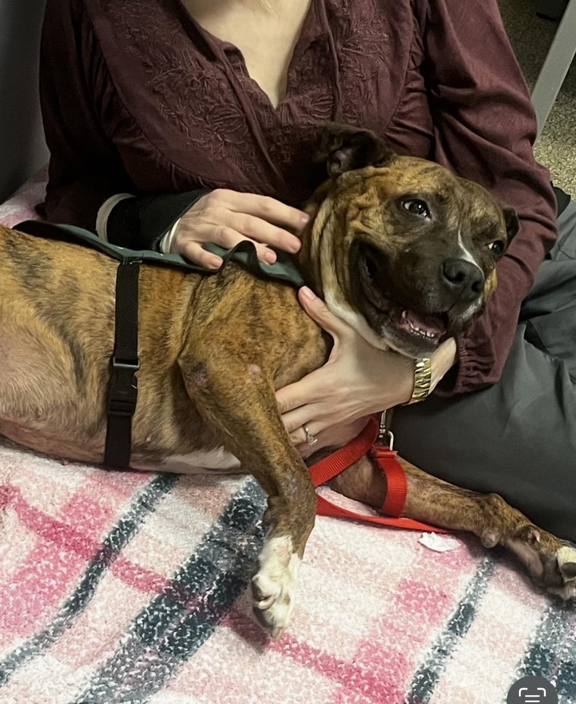 Enlarge Jingles, a Adoptable mixed breed image 2/6