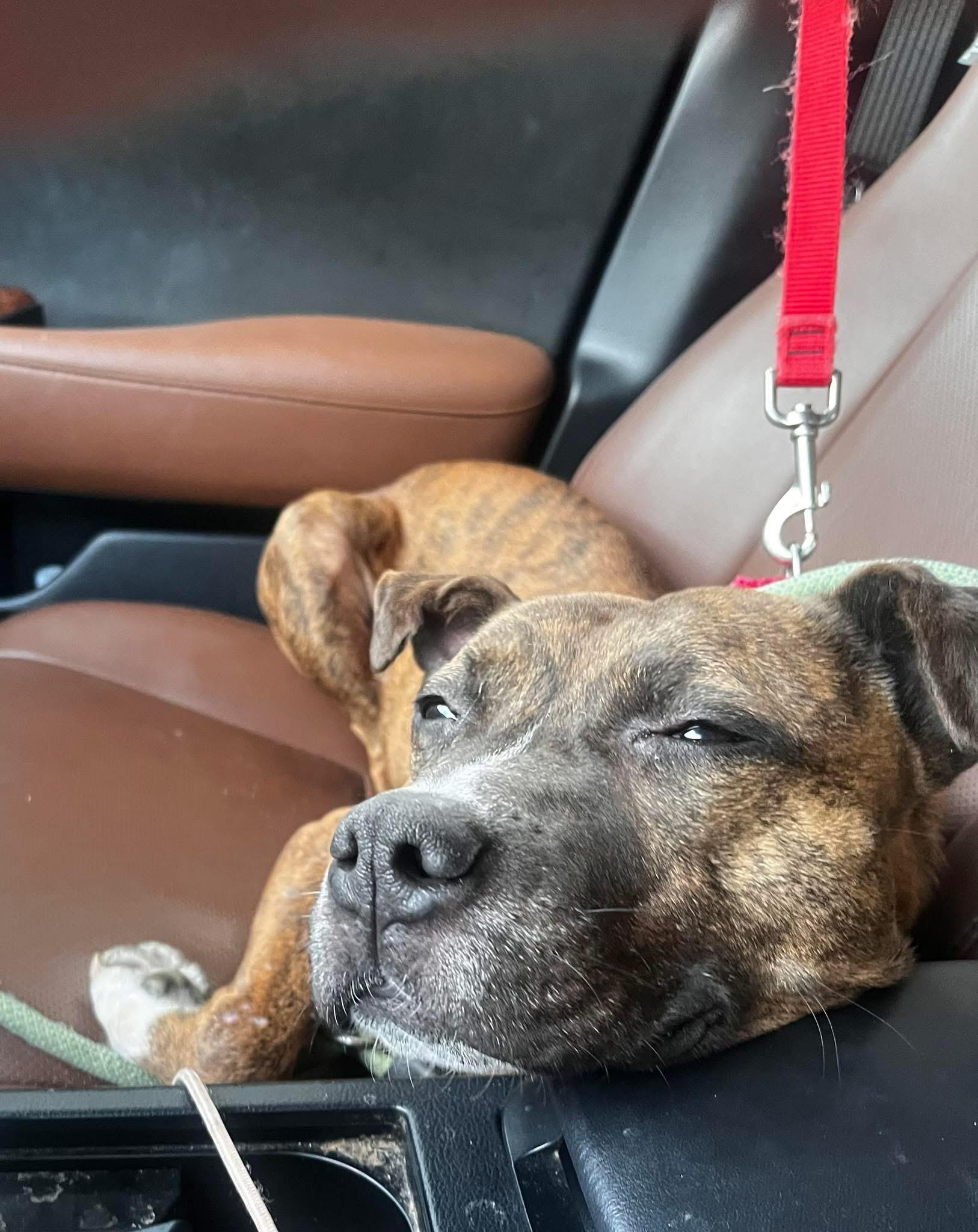 Enlarge Jingles, a Adoptable mixed breed image 3/6