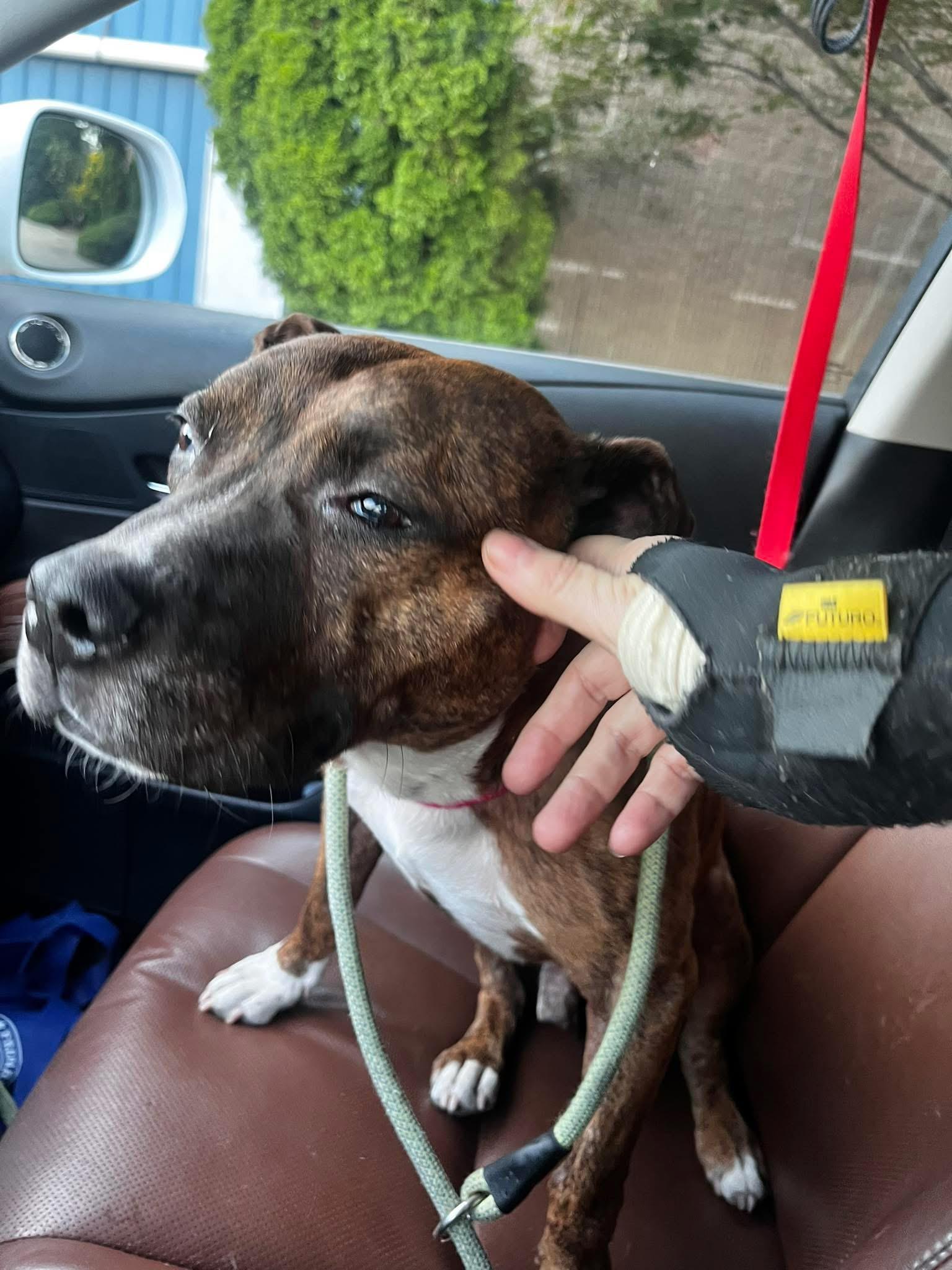 Enlarge Jingles, a Adoptable mixed breed image 4/6