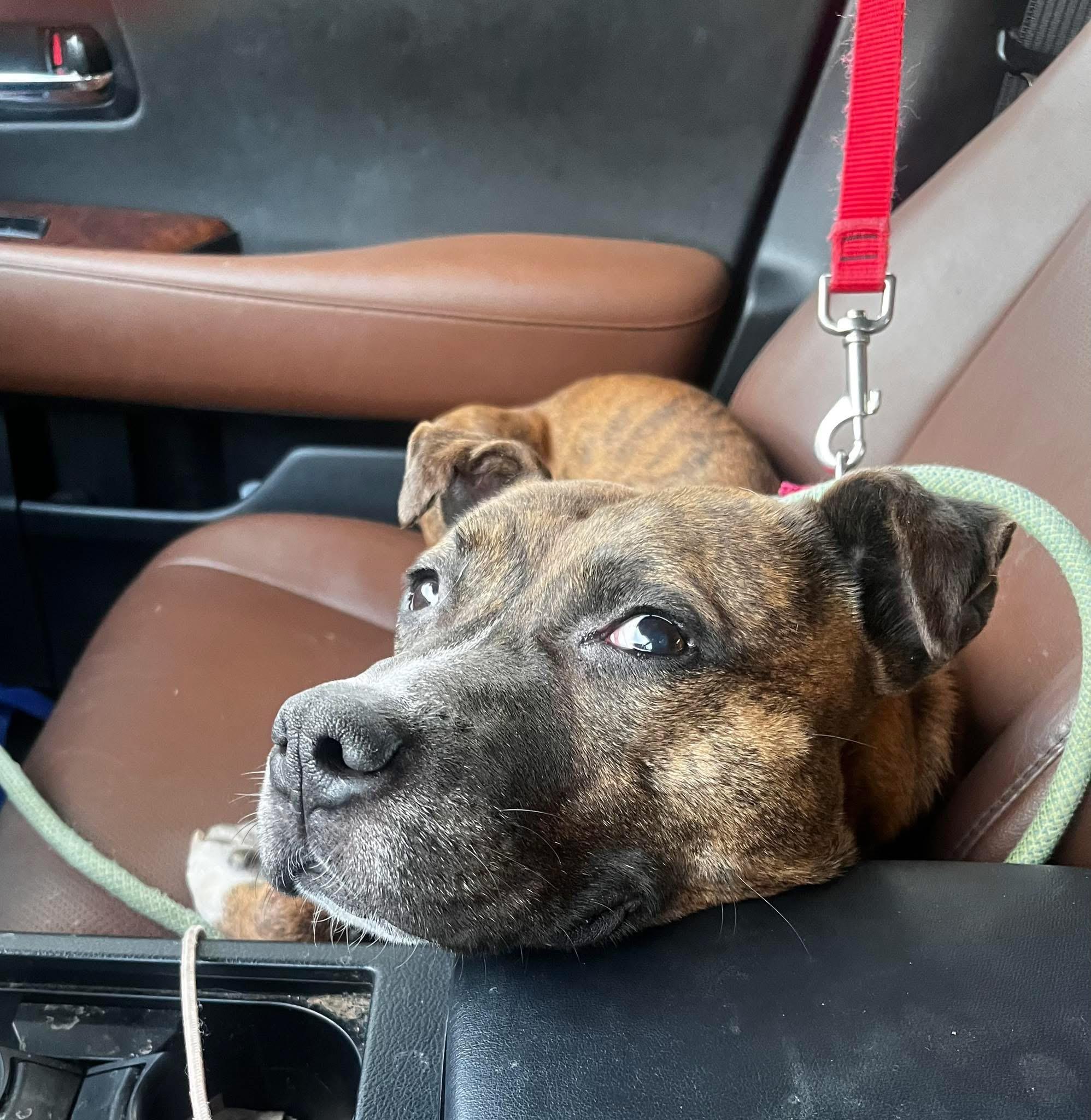 Enlarge Jingles, a Adoptable mixed breed image 5/6