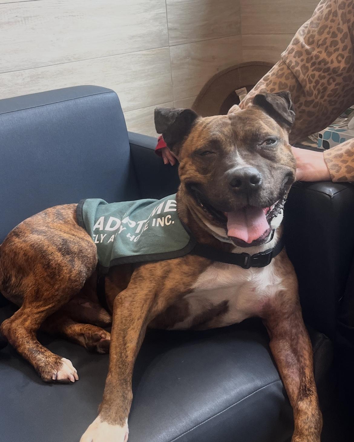 Enlarge Jingles, a Adoptable mixed breed image 6/6