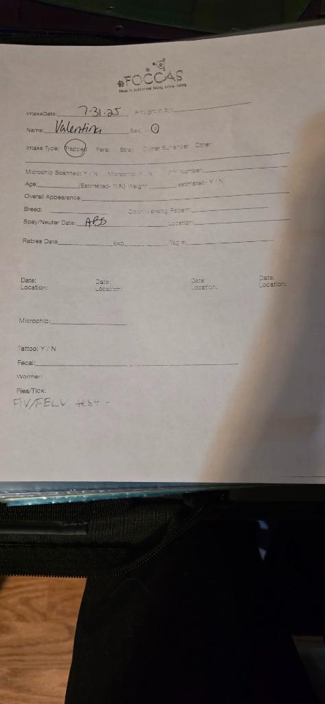 Valentina, Adopted, Young Female Calico.