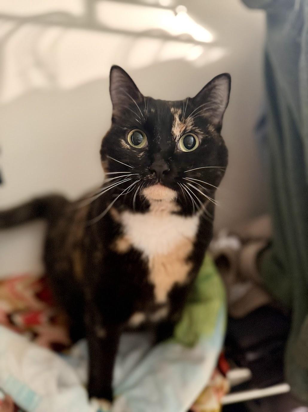 Enlarge Sally Steamroller , a ADOPTABLE Domestic Short Hair in Medford, NJ image 2/3