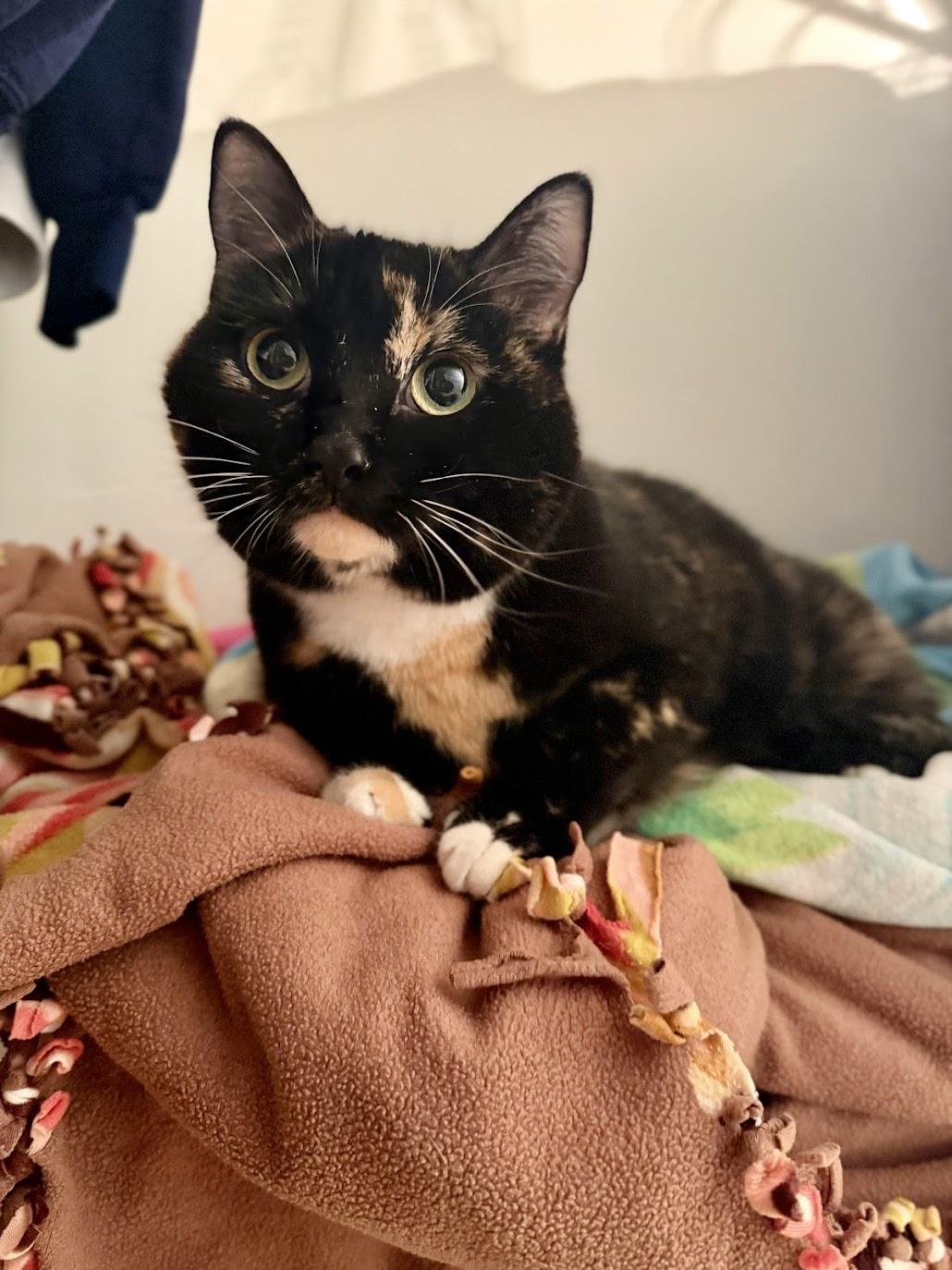 Sally Steamroller , ADOPTABLE, Adult Female Domestic Short Hair.