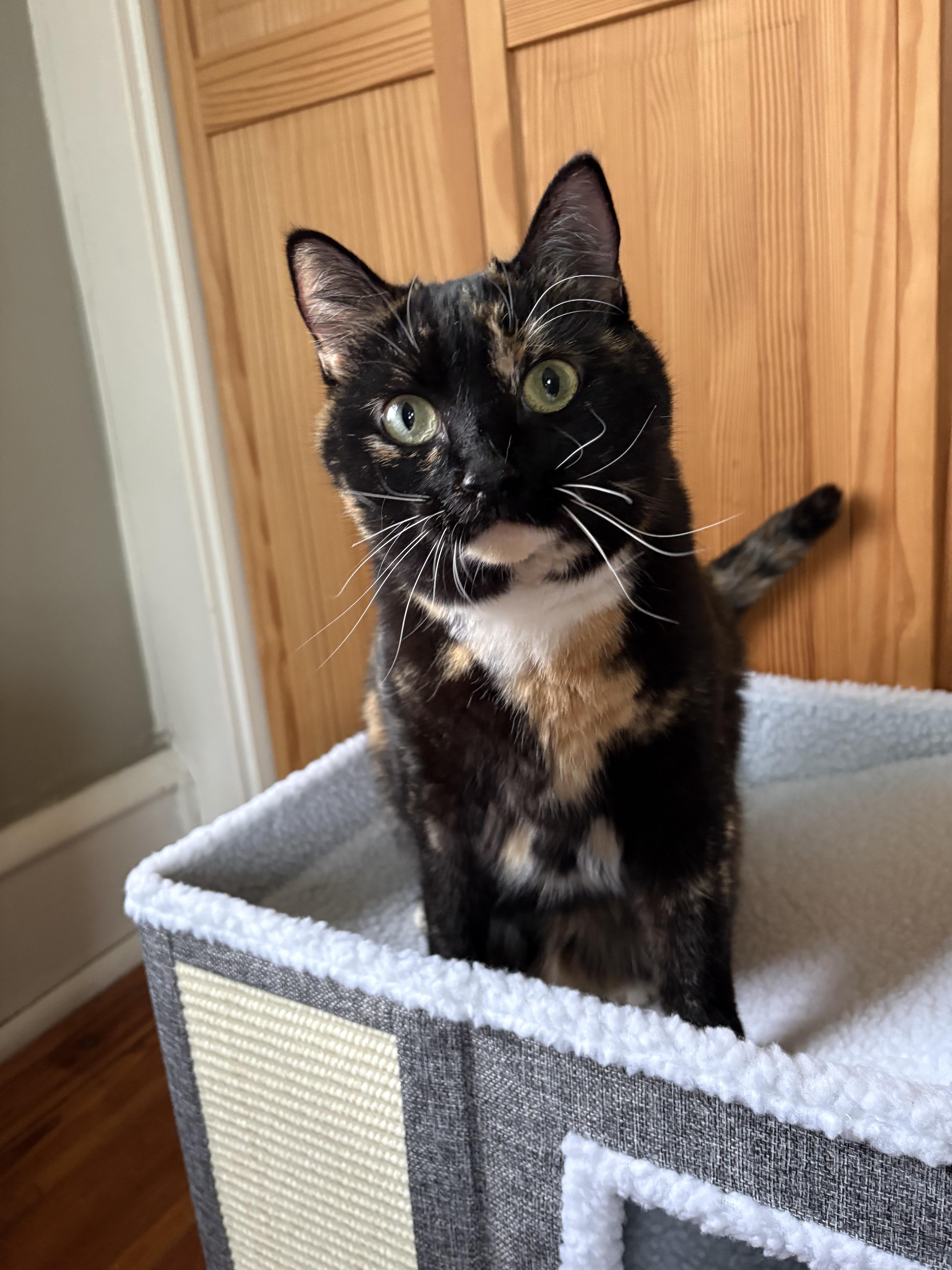 Sally Steamroller , a ADOPTABLE Domestic Short Hair in Medford, NJ image 4/5