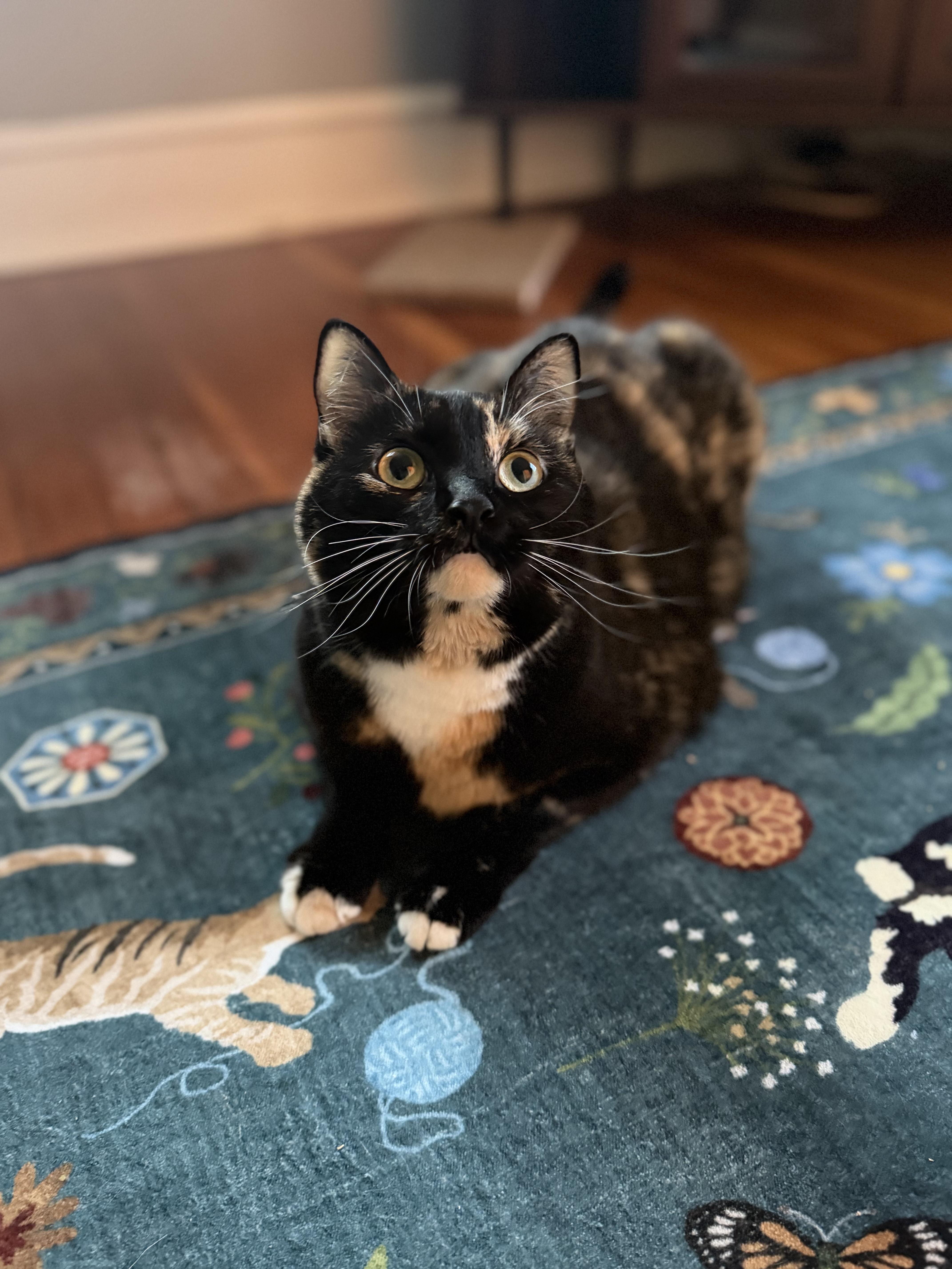 Sally Steamroller , a ADOPTABLE Domestic Short Hair in Medford, NJ image 1/5