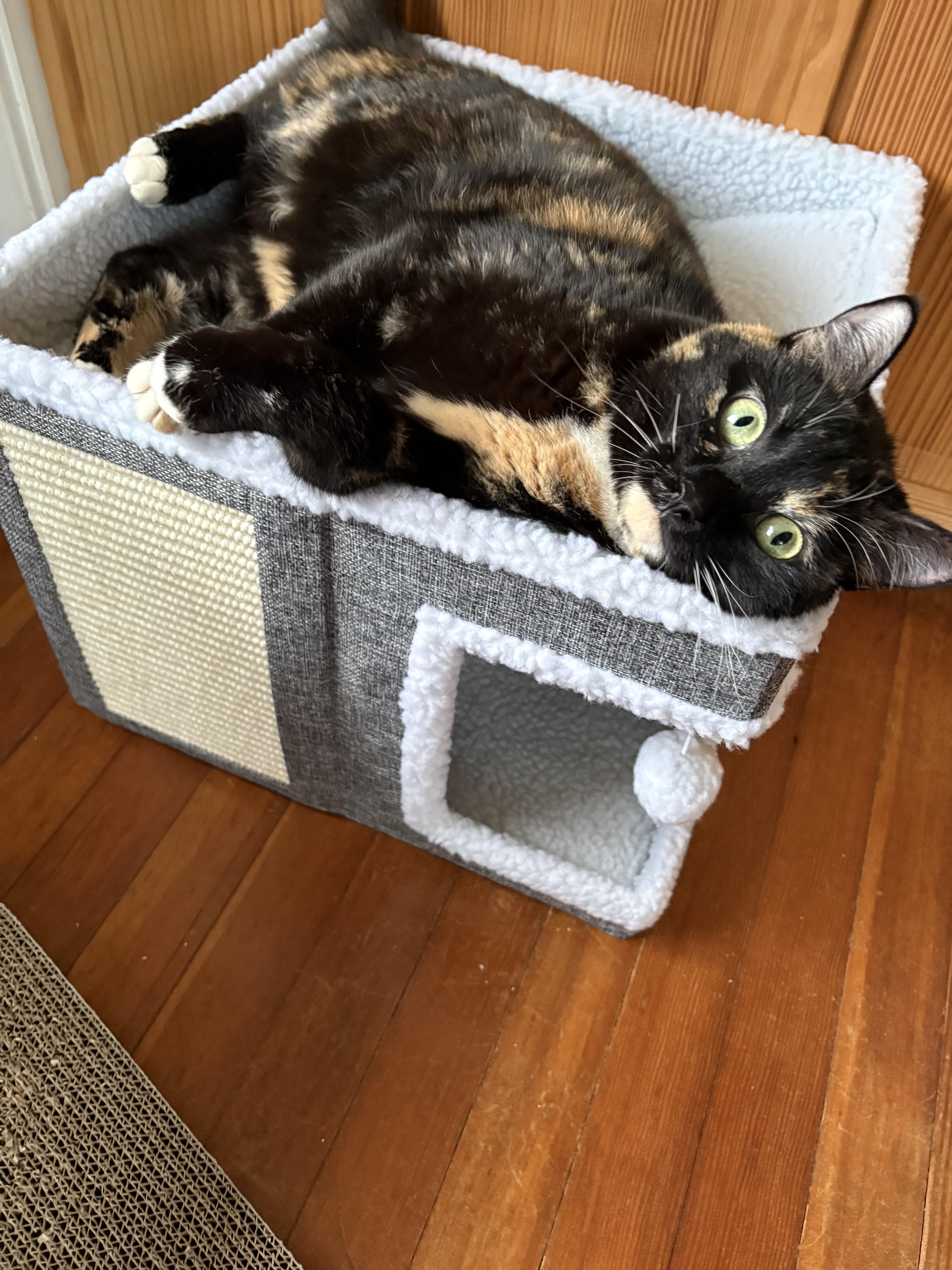 Sally Steamroller , a ADOPTABLE Domestic Short Hair in Medford, NJ image 3/5