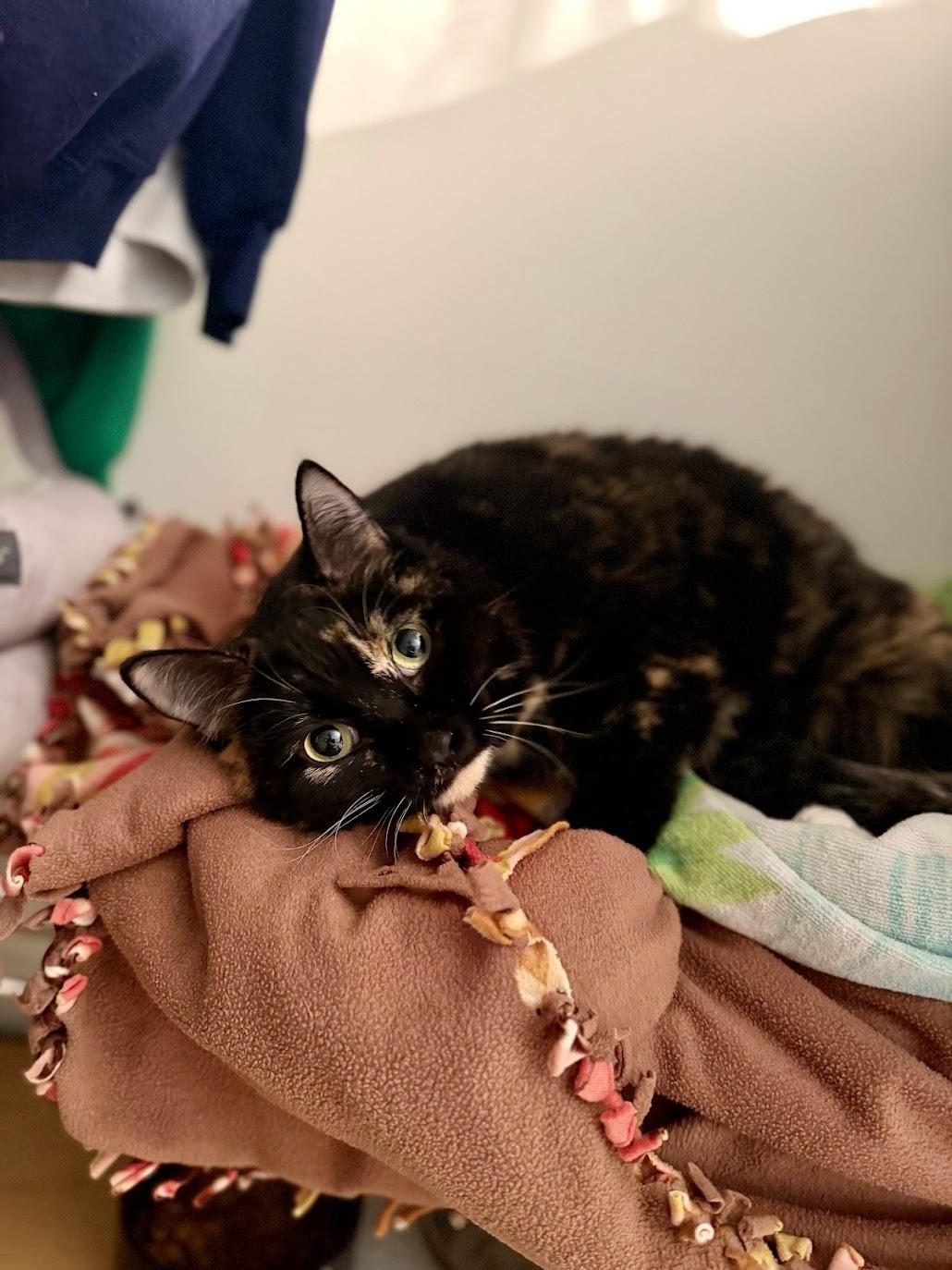 Enlarge Sally Steamroller , a ADOPTABLE Domestic Short Hair in Medford, NJ image 3/3