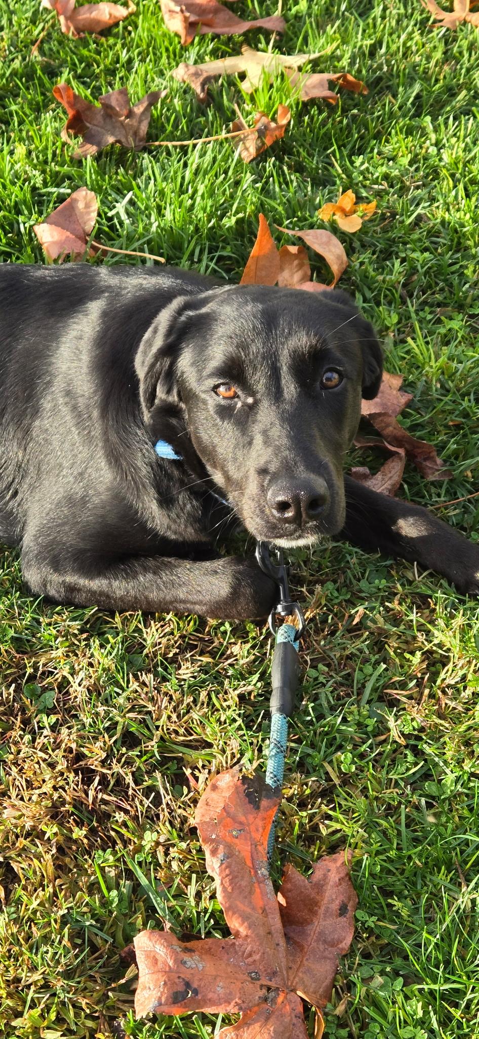 Rose, Adoptable, Young Female Labrador Retriever.