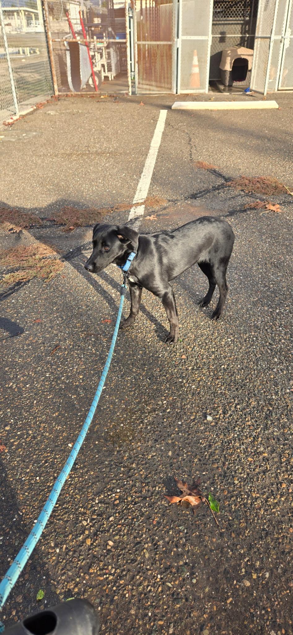 Enlarge Rose, a Adoptable mixed breed in Oakdale, CA image 2/2