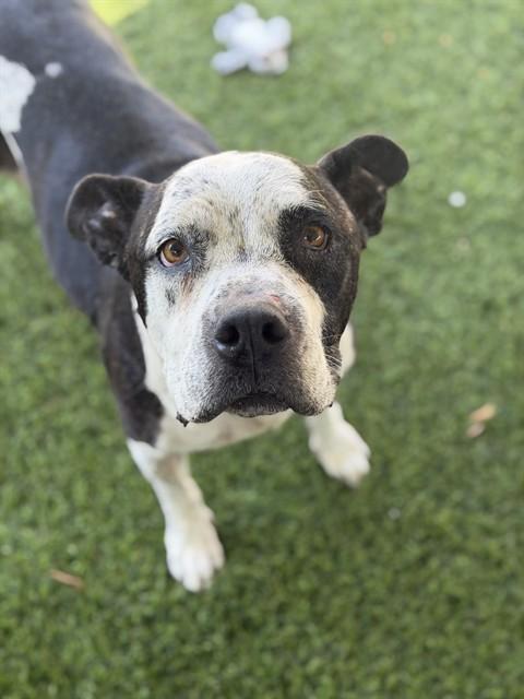 COOKIE, Adoptable, Adult Female Pit Bull Terrier.