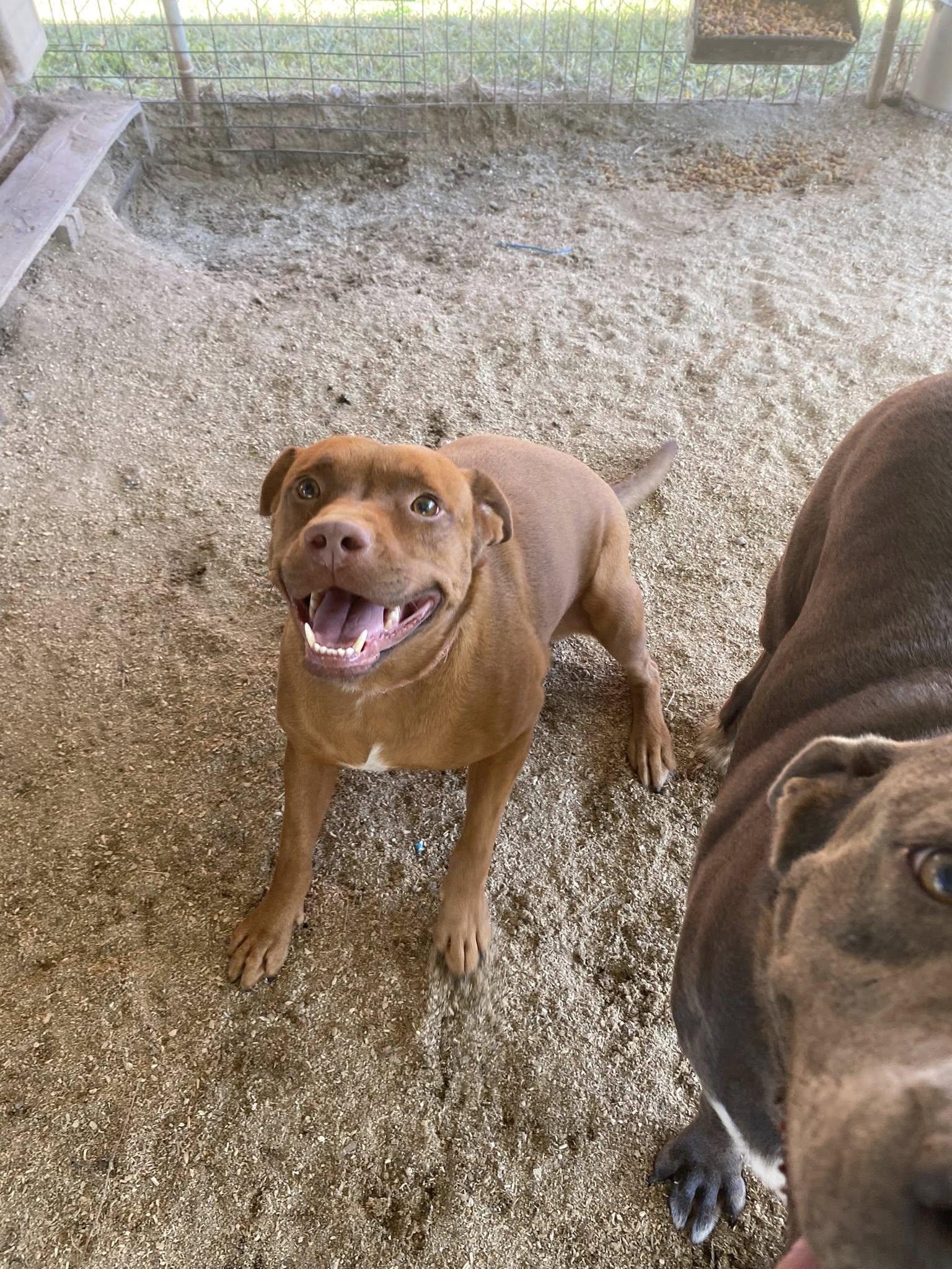 Enlarge Starr, a Adoptable Mixed Breed in Mullins, SC image 1/3