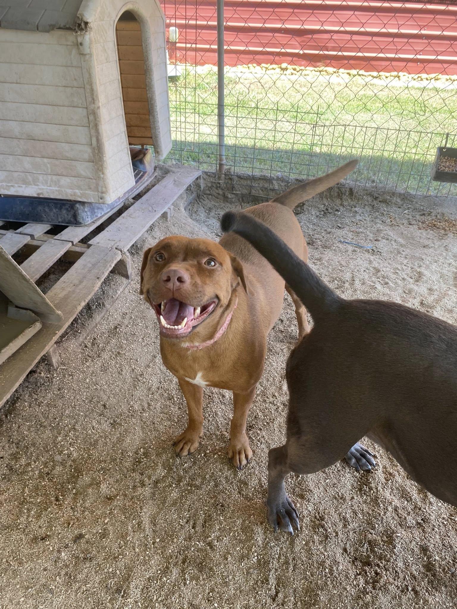 Enlarge Starr, a Adoptable Mixed Breed in Mullins, SC image 2/3