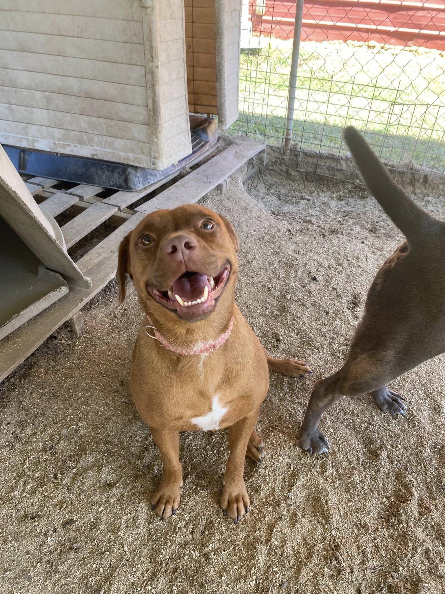 Enlarge Starr, a Adoptable Mixed Breed in Mullins, SC image 3/3