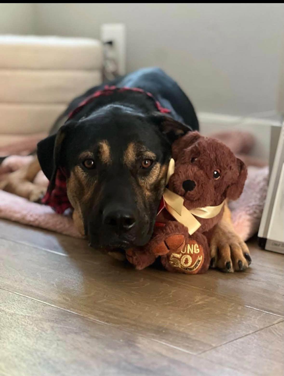 Benji, Adoptable, Adult Male Coonhound.
